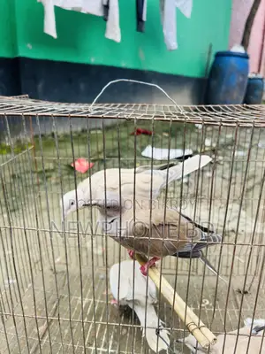 ঘুঘু পাখি রানিং ডিম বাচ্চা করে