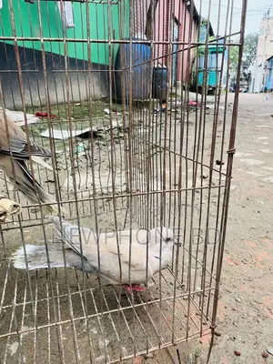 ঘুঘু পাখি রানিং ডিম বাচ্চা করে