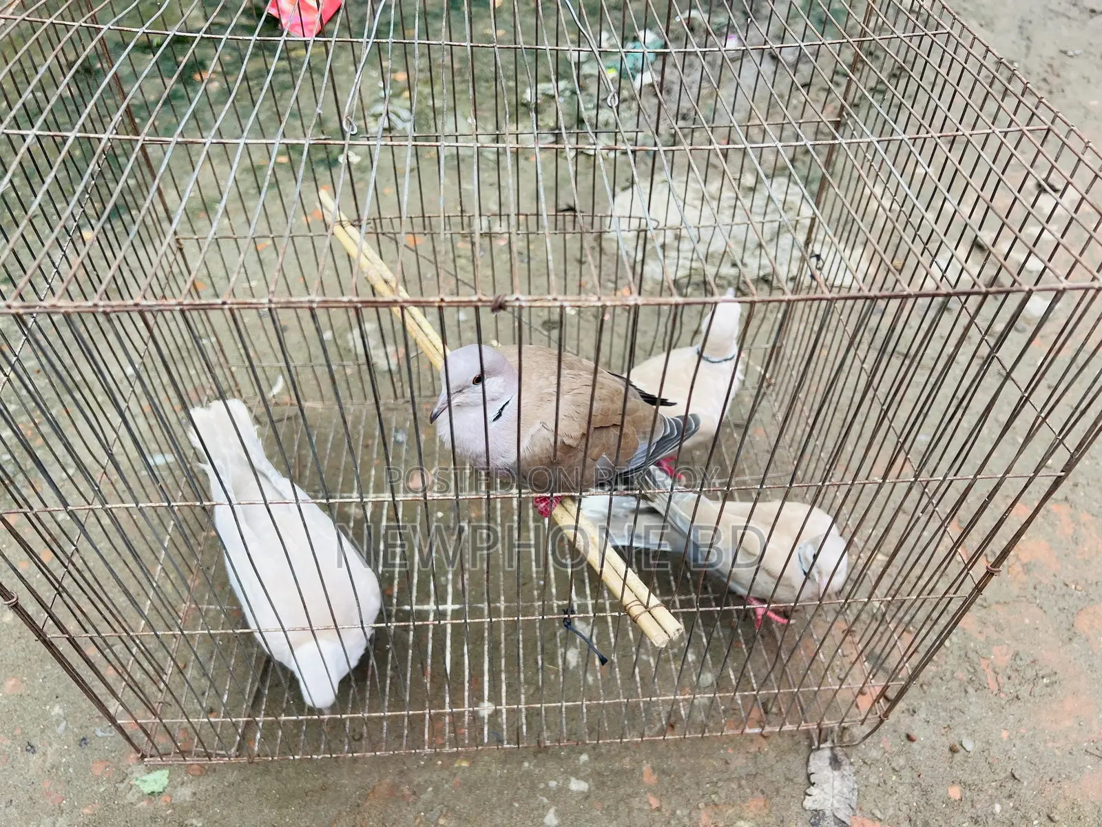 ঘুঘু পাখি রানিং ডিম বাচ্চা করে
