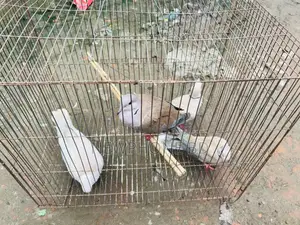 ঘুঘু পাখি রানিং ডিম বাচ্চা করে