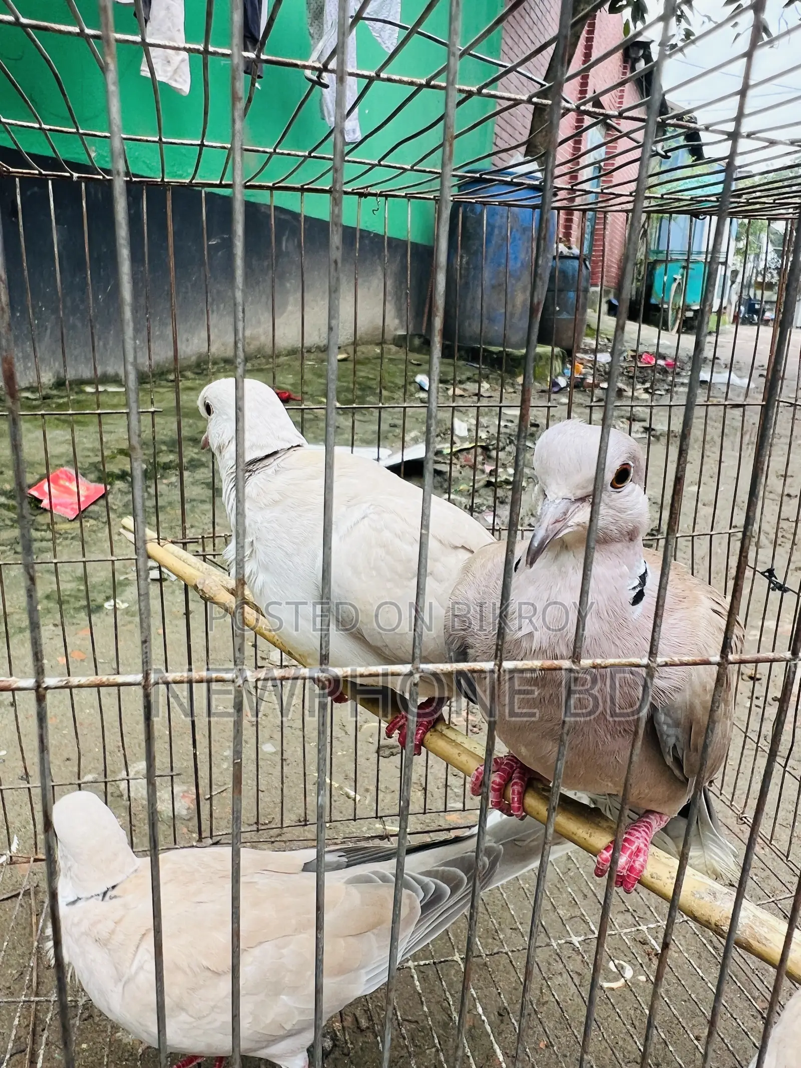 ঘুঘু পাখি রানিং ডিম বাচ্চা করে