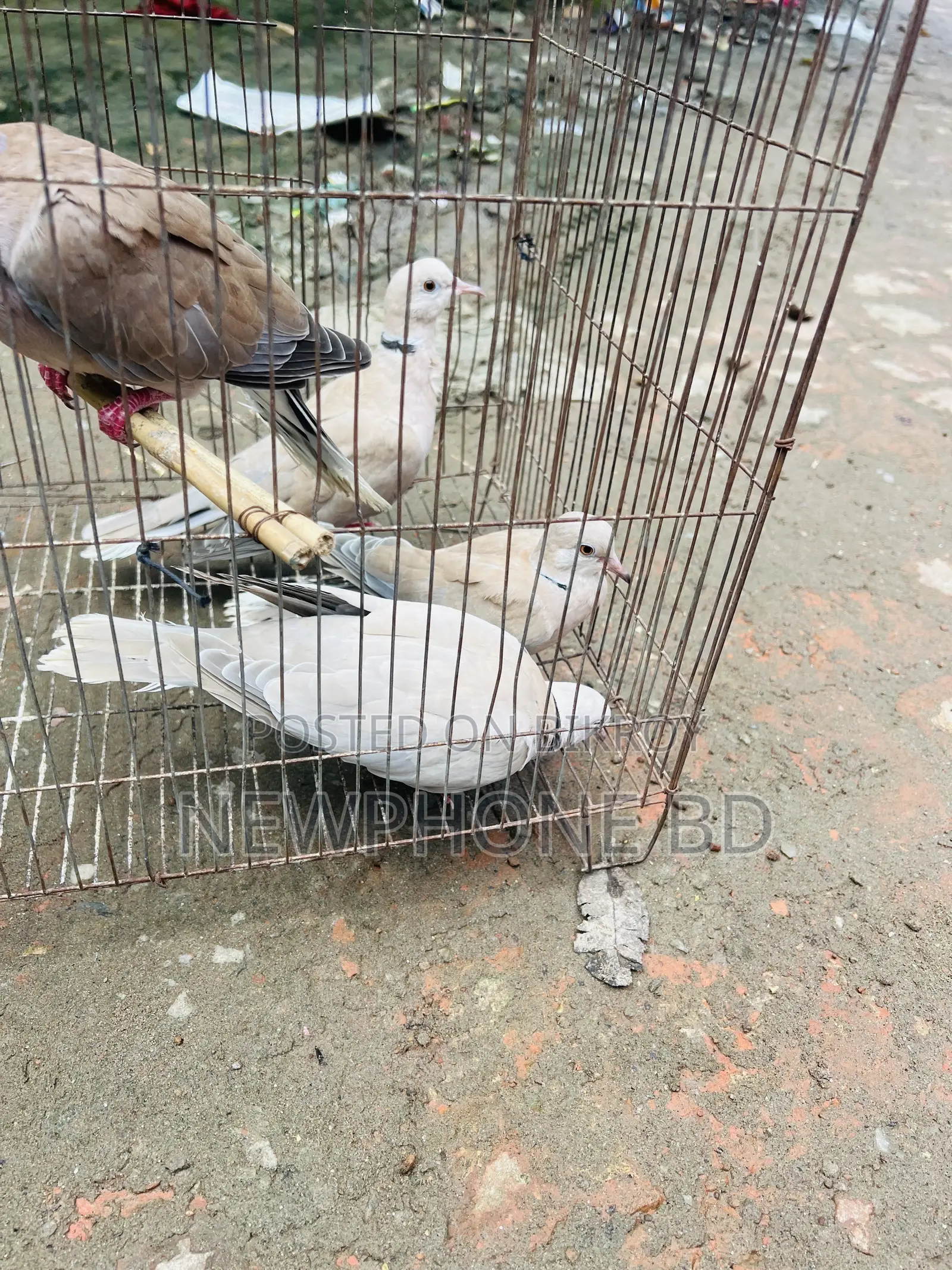 ঘুঘু পাখি রানিং ডিম বাচ্চা করে