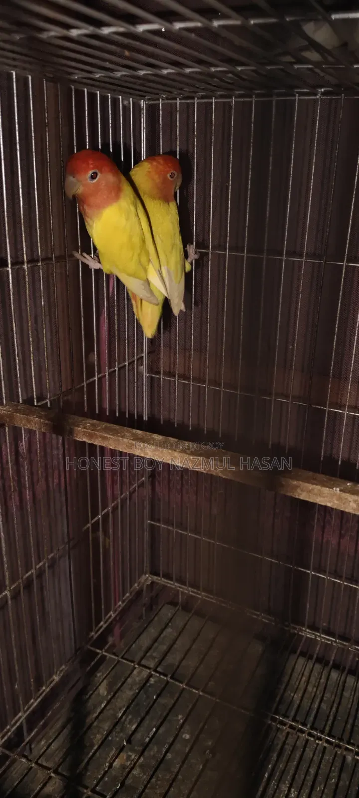 লাভবার্ড পাখি