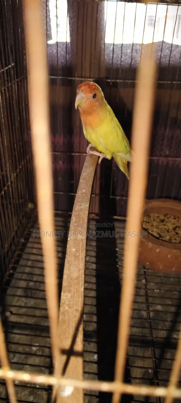 লাভবার্ড পাখি