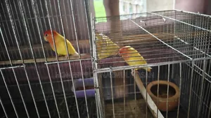 লাভবার্ড পাখি
