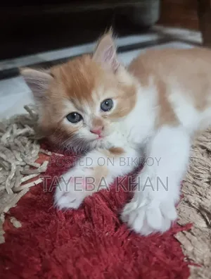 1-3 months Female Purebred Persian