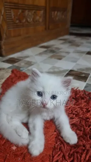 1-3 months Female Purebred Persian
