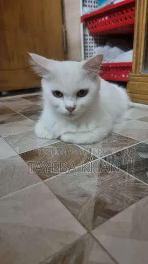 1-3 months Female Purebred Persian