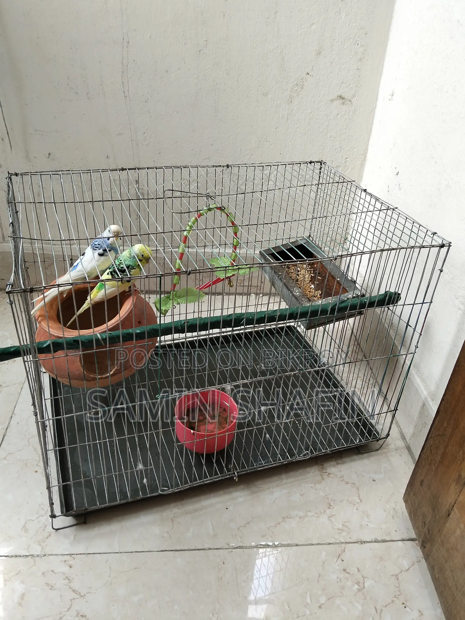 দুটি বাজিগর এডাল পাখি (খাঁচা সহ)
