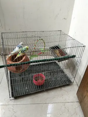 দুটি বাজিগর এডাল পাখি (খাঁচা সহ)