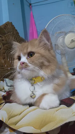 3-6 months Female Purebred Persian