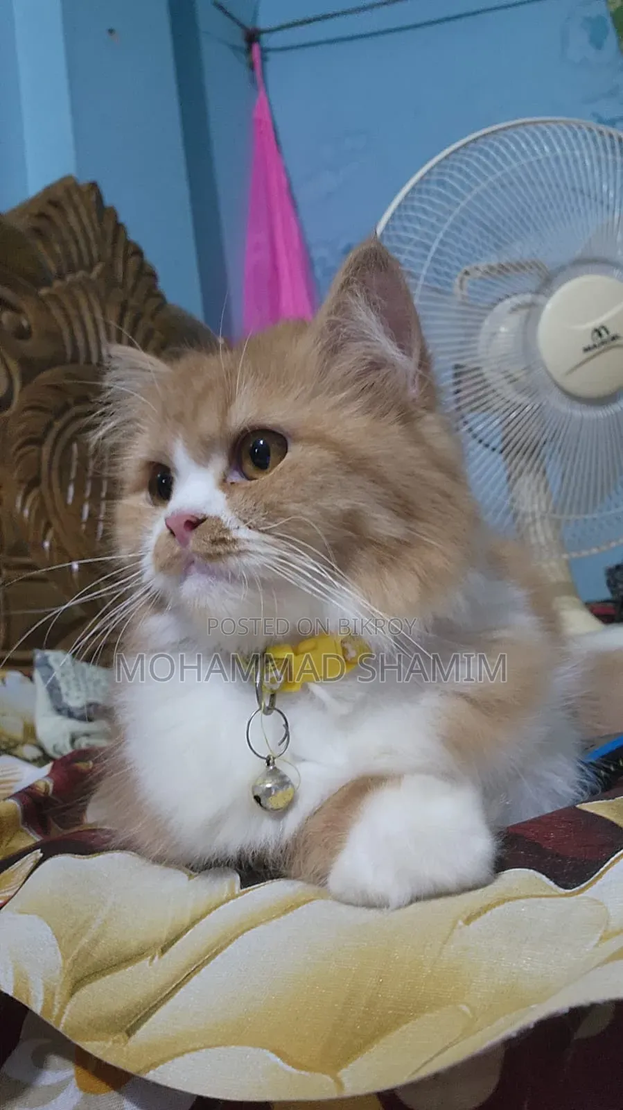 3-6 months Female Purebred Persian