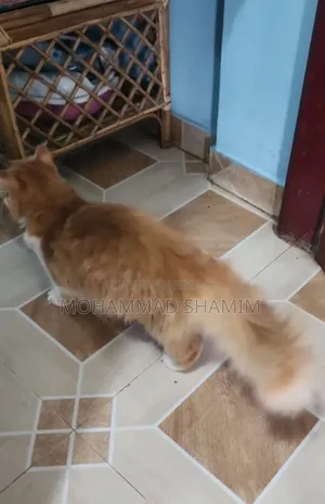 3-6 months Female Purebred Persian