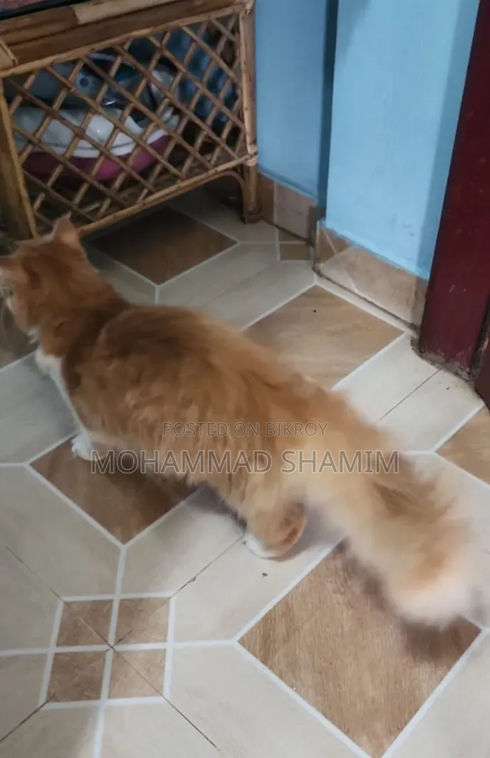 3-6 months Female Purebred Persian