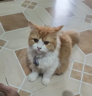 3-6 months Female Purebred Persian