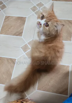 3-6 months Female Purebred Persian