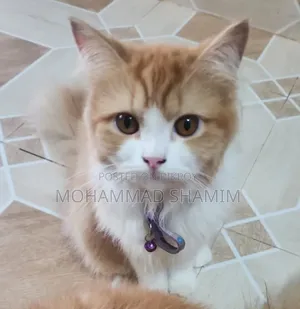 3-6 months Female Purebred Persian