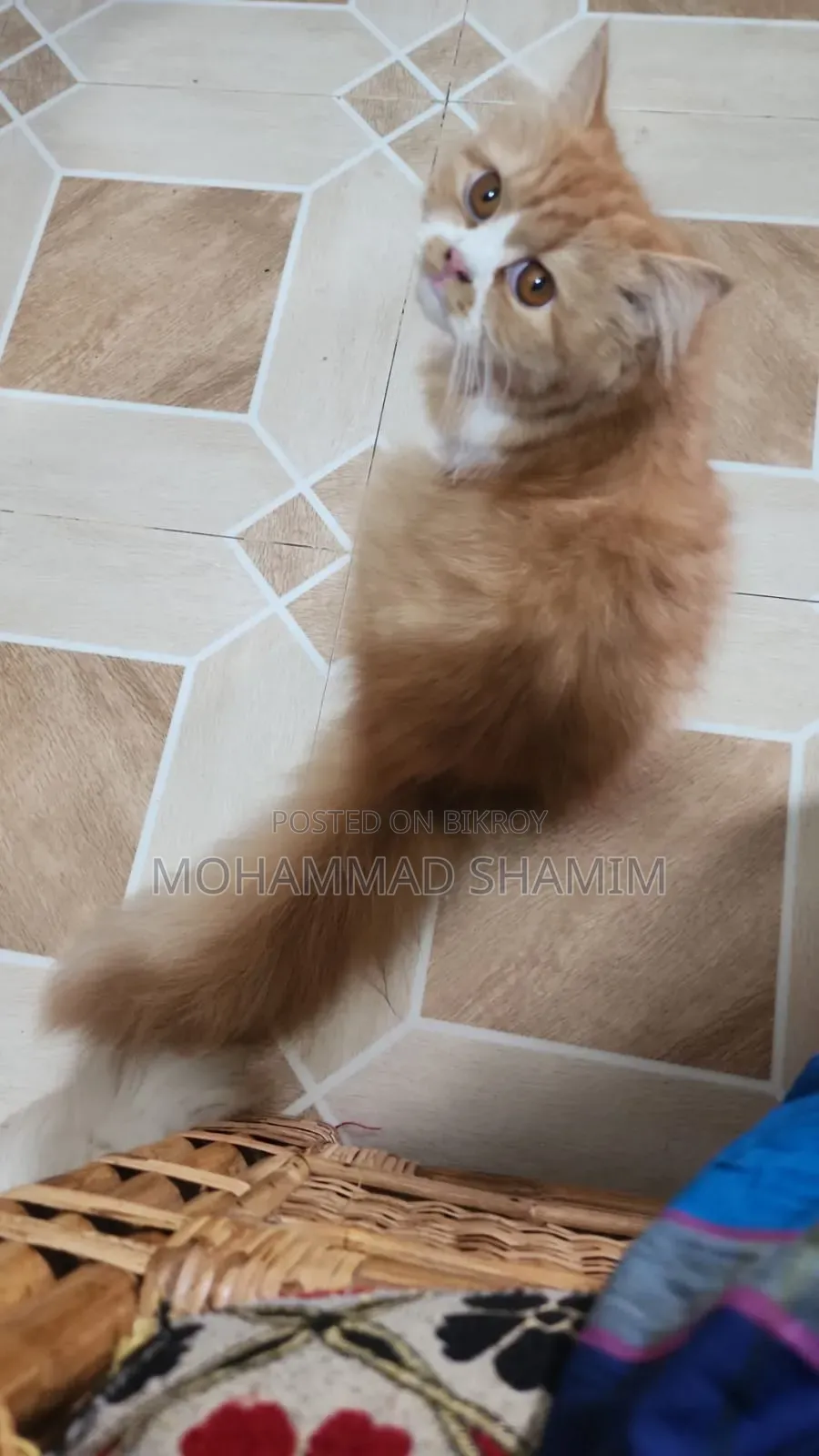 3-6 months Female Purebred Persian