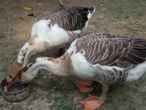 ১ জোরা রাজহাঁস বিক্রি করা হবে,,