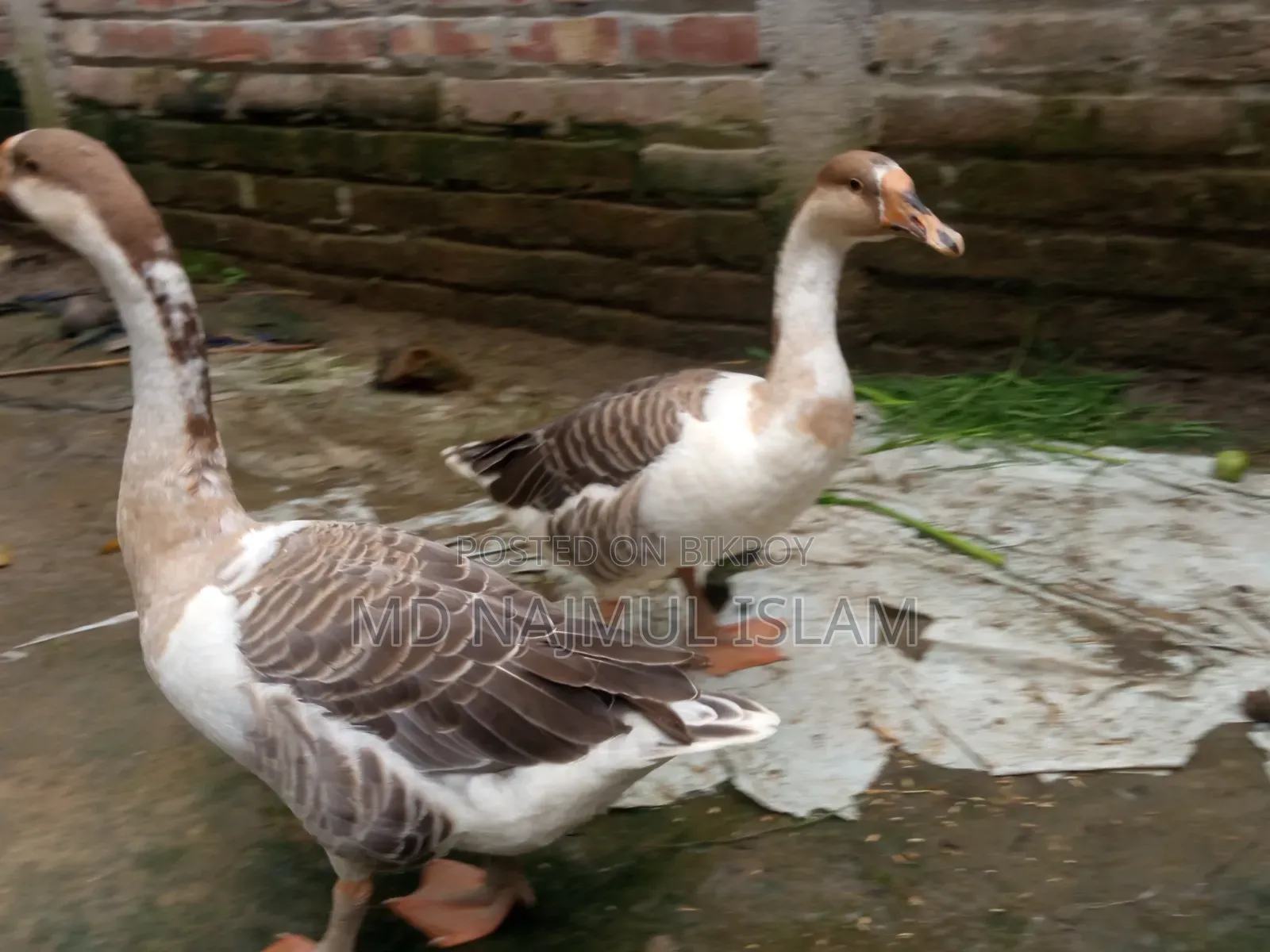 ১ জোরা রাজহাঁস বিক্রি করা হবে,,
