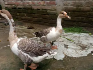 ১ জোরা রাজহাঁস বিক্রি করা হবে,,