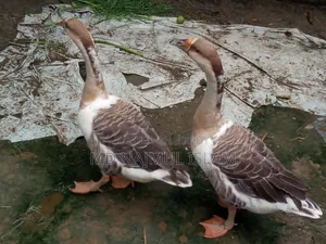 ১ জোরা রাজহাঁস বিক্রি করা হবে,,