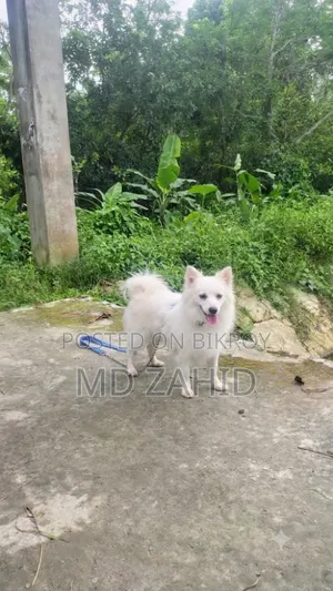 1+ year Female Purebred Japanese Spitz
