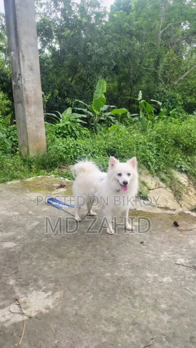 1+ year Female Purebred Japanese Spitz
