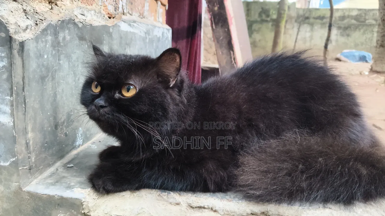 ১+ বছরের খাঁটি পার্সিয়ান মাদি বিড়াল
