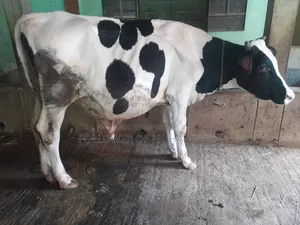 খামার উপযোগী ফ্রিজিয়ান ষাড় বিক্রি হবে