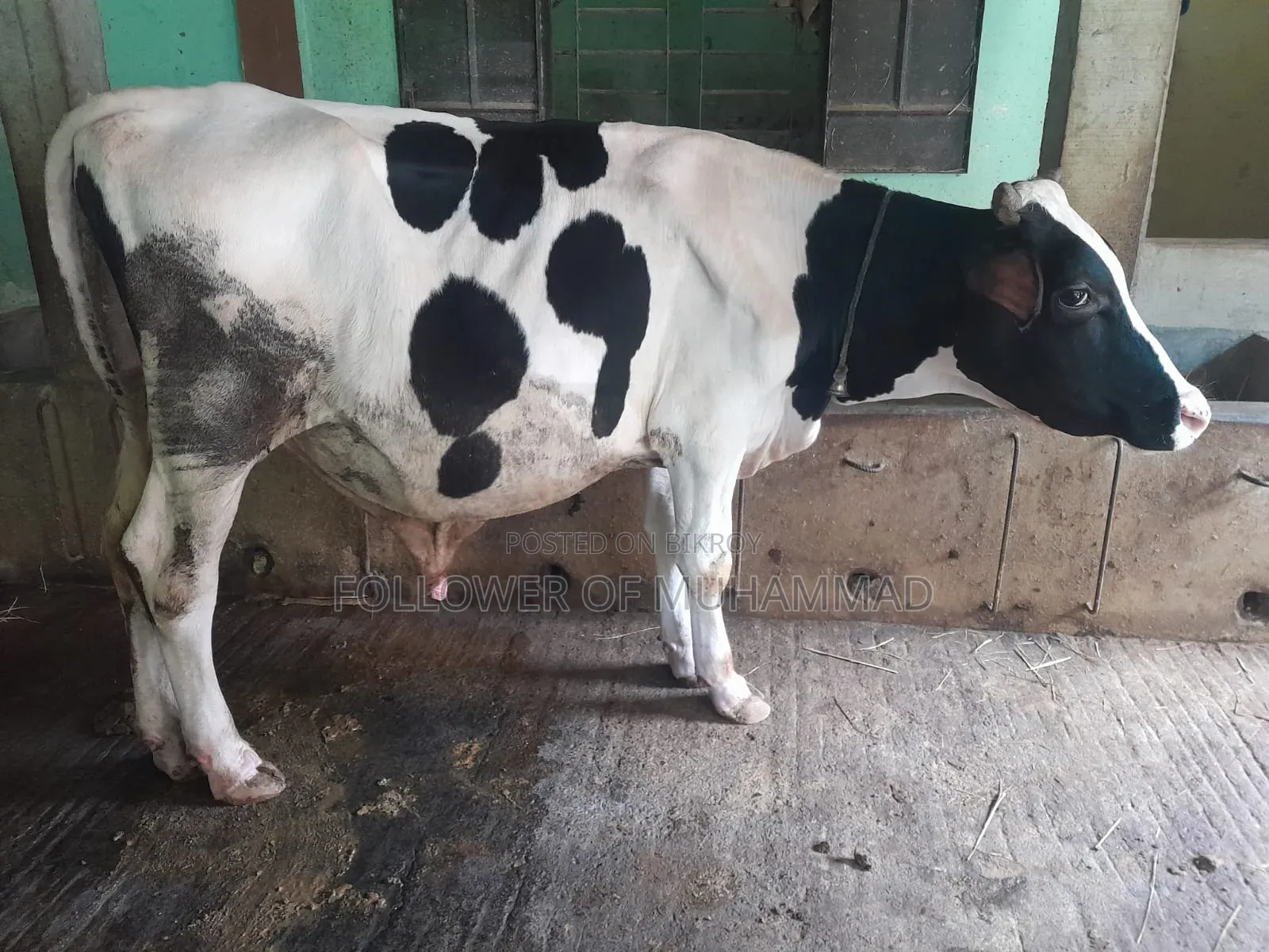 খামার উপযোগী ফ্রিজিয়ান ষাড় বিক্রি হবে