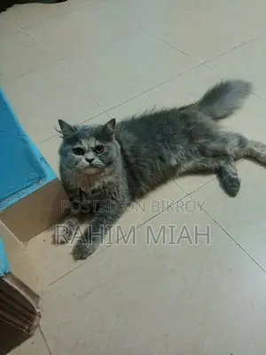 ১+ বছরের মহিলা খাঁটি পার্সিয়ান বিড়াল