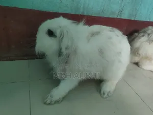 লায়ন লোপ খরগোশ