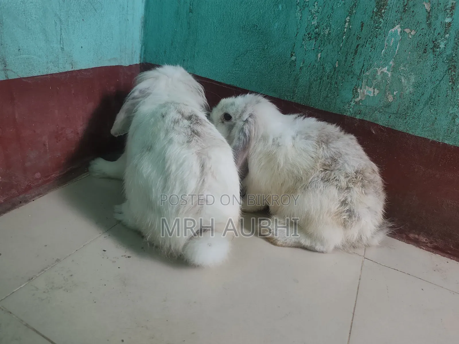 লায়ন লোপ খরগোশ