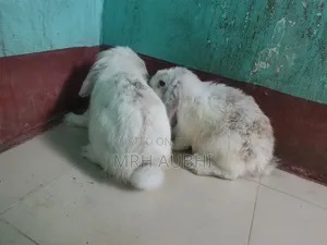লায়ন লোপ খরগোশ