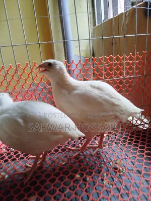 জায়েন্ট কটনিস কোয়েল