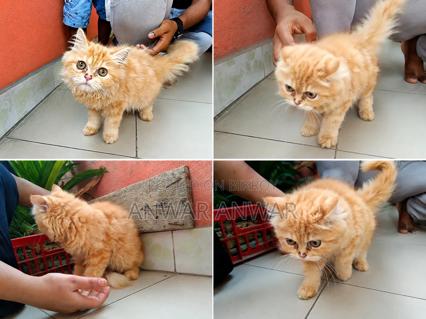 1-3 months Female Purebred Persian