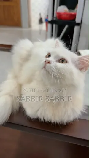 6-12 months Female Purebred Persian