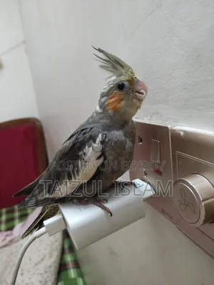 Gray Cockatiel