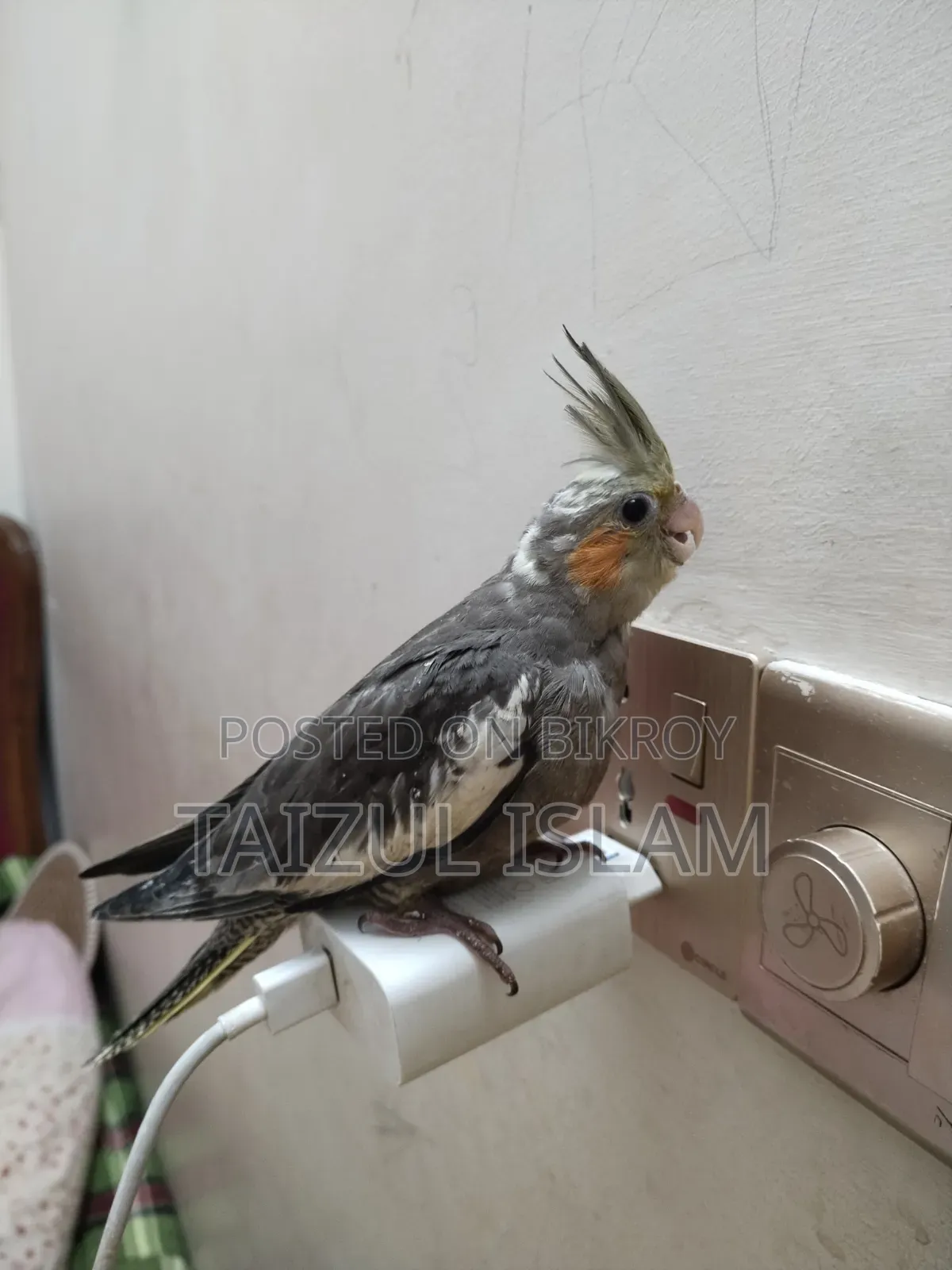 Gray Cockatiel