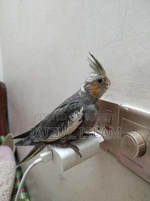 Gray Cockatiel