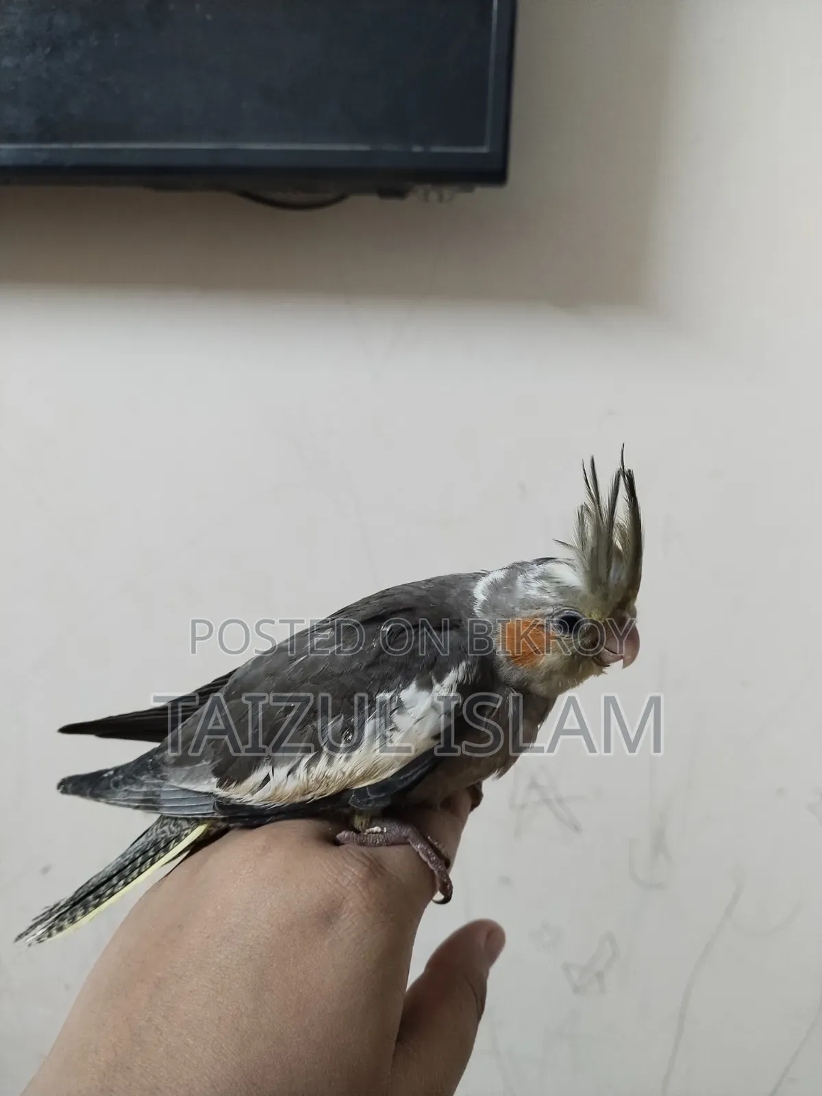 Gray Cockatiel