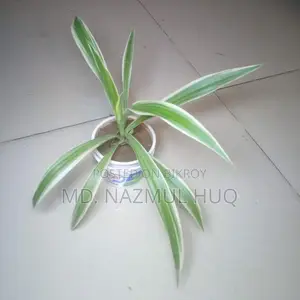 স্পাইডার প্লান্ট (Spider Plant) বিক্রয়