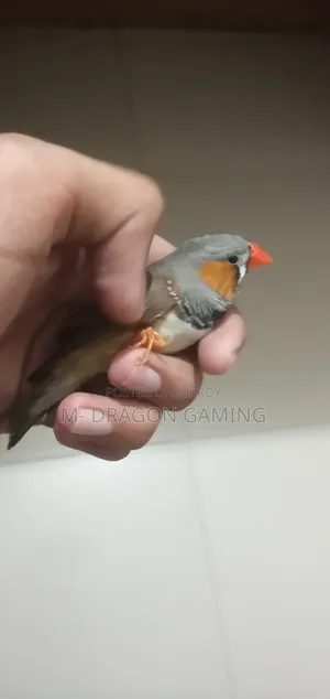 জেব্রা ফিঞ্চ সিঙ্গেল পুরুষ
