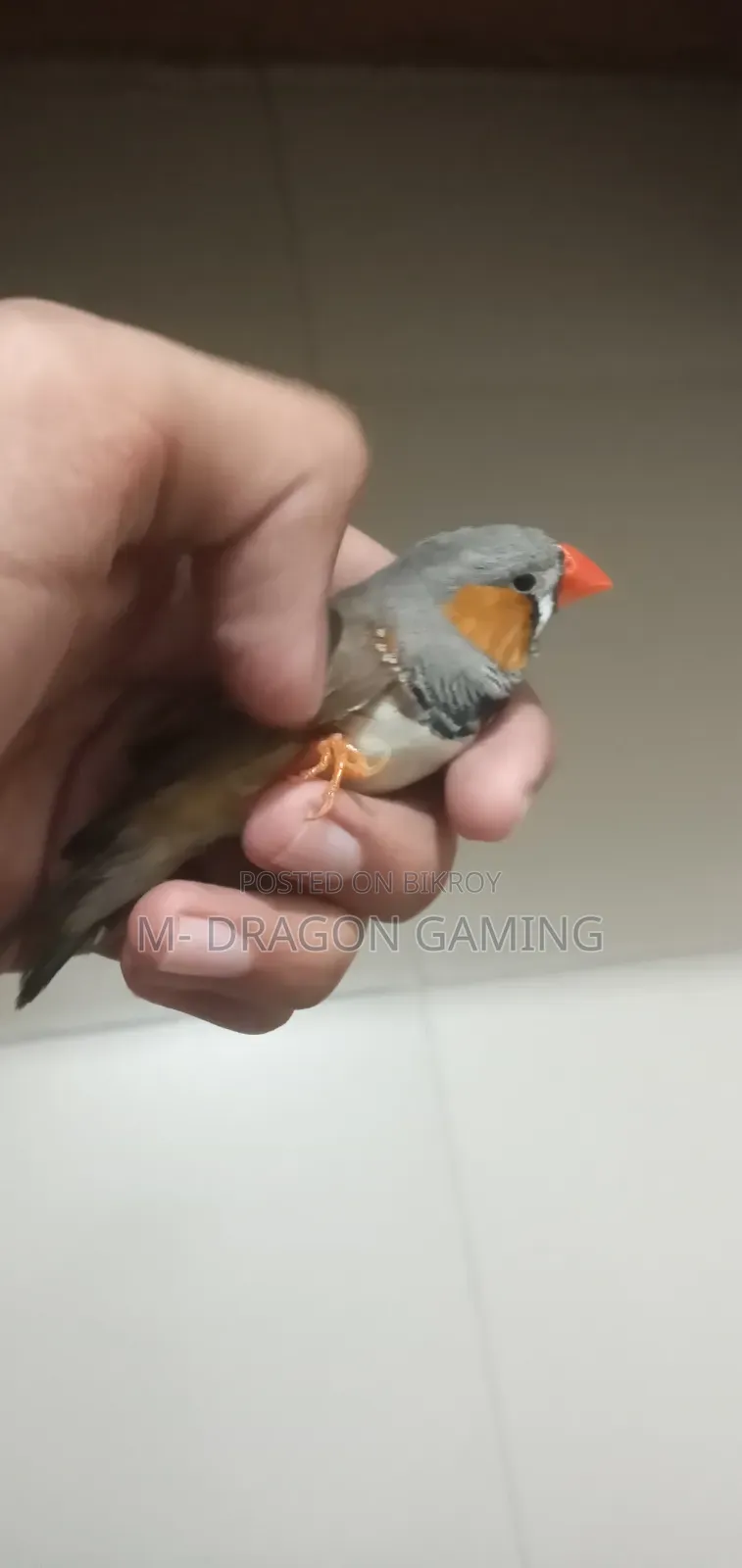 জেব্রা ফিঞ্চ সিঙ্গেল পুরুষ