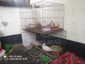 দুই জোড়া পাখি বিক্রি হবে