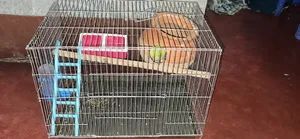 A pair of budgerigar birds with three chicks will be sold
