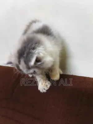 1-3 months Female Purebred Persian