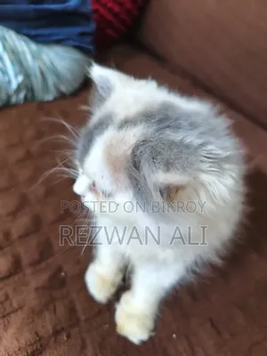 1-3 months Female Purebred Persian