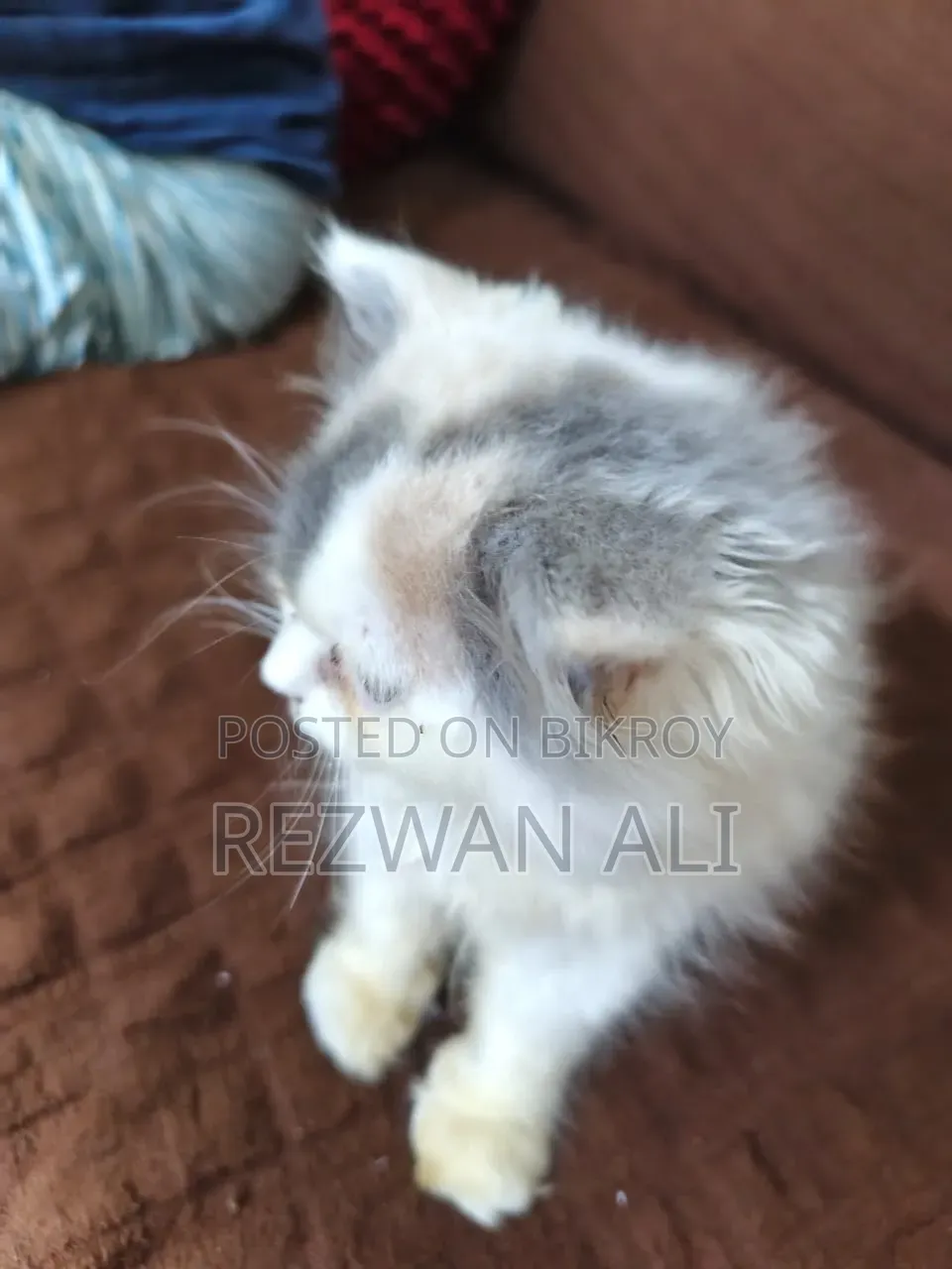 1-3 months Female Purebred Persian